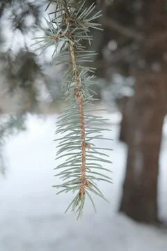 Blue spruce pine needles hanging down on a snowy winter afternoon Stock Photos