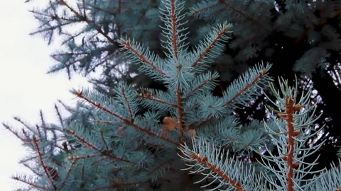 Blue Spruce. Snow on the Branches of a Blue Spruce. A Branch of a Christmas Tree Stock Footage 232673618