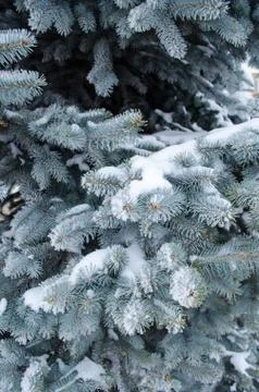 Blue spruce in the snow close-up vertically Stock Photos