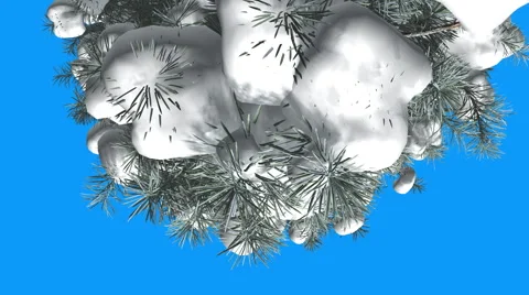 Blue Spruce Snow on a Top of Tree Top Down Green And Blue Needle-Like Leaves on Stock Footage 58604352