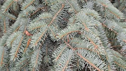 Blue Spruce Texture Background Foto stock