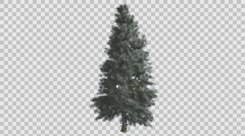 Blue Spruce Thin Tree is Swaying at The Wind Blue Narrow Leaves Are Fluttering Stock Footage 57988421