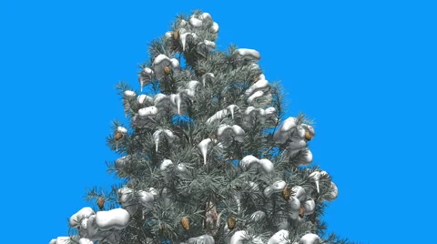 Blue Spruce Top of Tree Snow Cones on a Branches Green And Blue Leaves on Blue Stock Footage 58603843