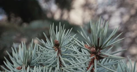 Blue spruce tree. A branch of a blue spruce treee sways in the wind. Stock Footage 245751981