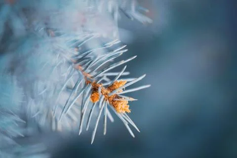 Blue spruce tree branches close-up in winter. Beautiful Christmas greeting card Stock Photos