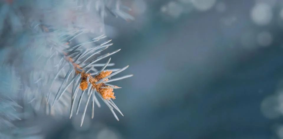 Blue spruce tree branches close-up in winter. Banner with copy space Stock Photos