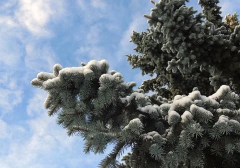 Blue Spruce Tree With Branches Covered With Snow Stock Photos