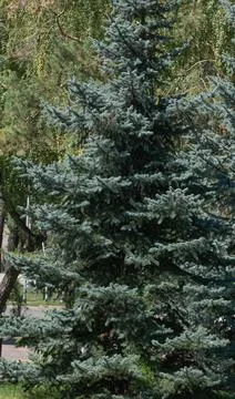 Blue spruce, tree branches, spruce. Stock Photos