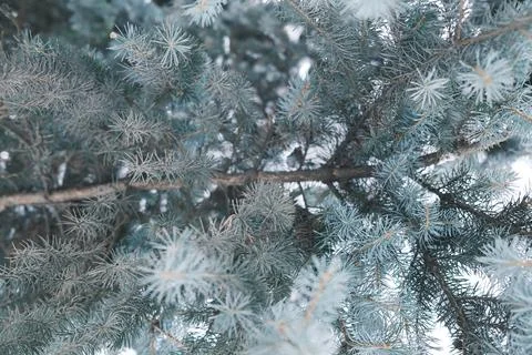 Blue spruce tree branches viewed from below during a winter day Stock Photos