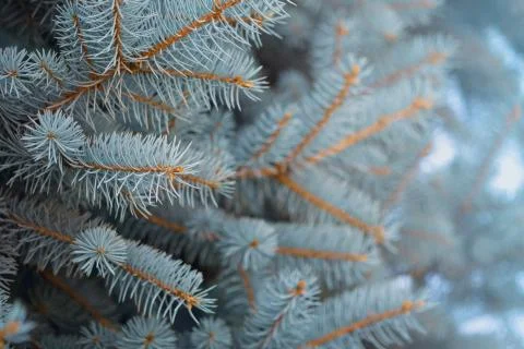 Blue spruce tree branches in winter. Beautiful Christmas greeting card, xmas Stock Photos