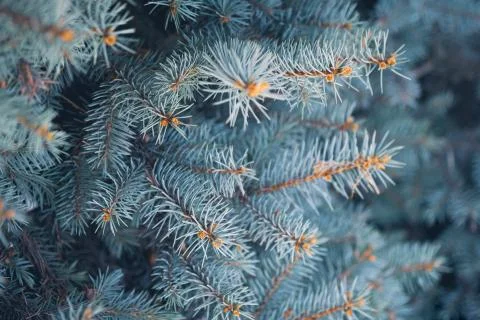 Blue spruce tree branches in winter. Beautiful Christmas greeting card, xmas Stock Photos