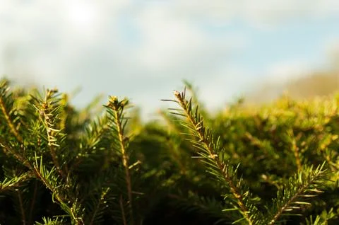 Blue spruce tree close-up in the forest. Christmas background. Stock Photos