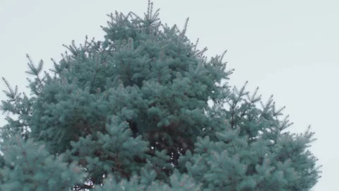 Blue Spruce Tree Foliage - 4K Stock Footage Video stock 296565418