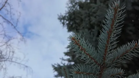 Blue spruce tree Stock Footage 302309729