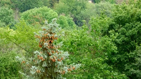 The Blue Spruce tree with lots of cones, swaying in the strong wind gusts. Stock Footage 134907133
