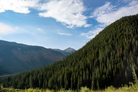 The Blue Spruce tree Stock Photos