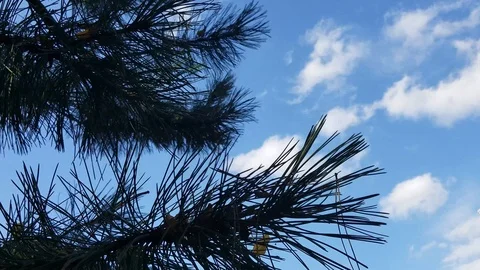 Blue Spruce tree with rolling grey clouds Stock Footage 96573411