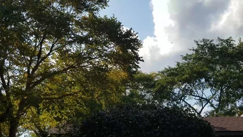 Blue Spruce tree with rolling grey clouds Stock Footage 96673698