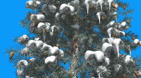 Blue Spruce Tree with Snow on its Branches Cones Thin Trunk Blue Screen Stock Footage 58603768