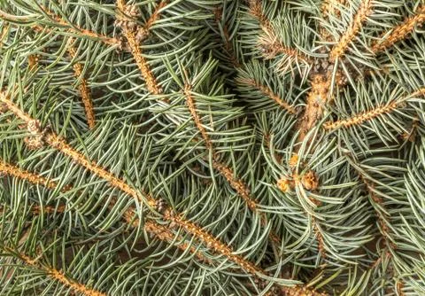 Blue Spruce Twig Stock Photos