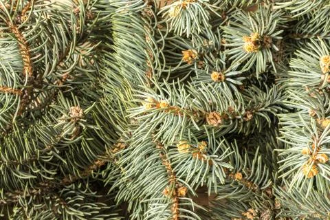 Blue Spruce Twig Stock Photos