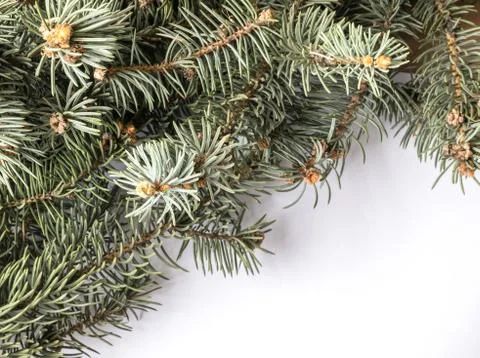 Blue Spruce Twig Stock Photos