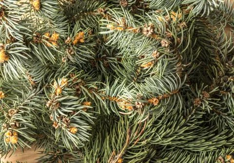 Blue Spruce Twig Stock Photos