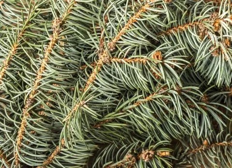 Blue Spruce Twig Stock Photos