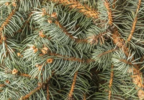Blue Spruce Twig Stock Photos