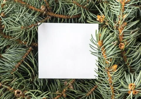 Blue Spruce Twig Stock Photos