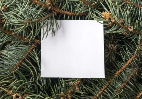 Blue Spruce Twig Stock Photos