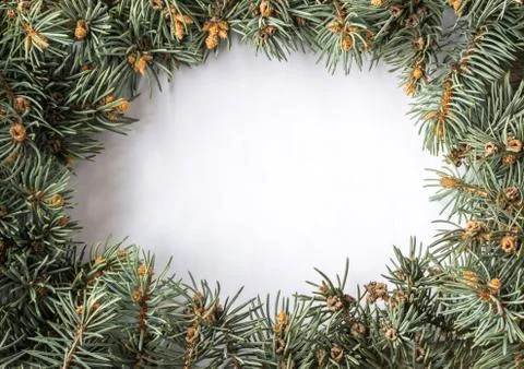 Blue Spruce Twig Stock Photos