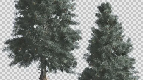 Blue Spruce Two Trees Are Swaying at The Wind Blue Green Tree Leaves Are Stock Footage 57954610