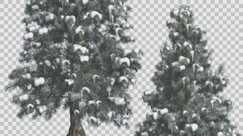Blue Spruce Two Trees Snow on a Branches Coniferous Evergreen Tree is Swaying Stock Footage 58604138