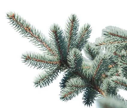 Blue spruce on white background isolate Stock Photos