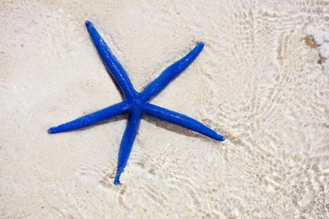 Blue star fish Foto stock