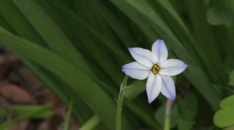 Blue Star Flower Stock Footage 113078