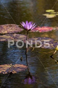 Blue Star Water lily Nymphaea nouchali Stock Photos