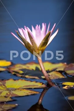 Blue Star Water lily Nymphaea nouchali Stock Photos