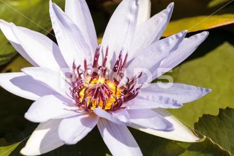 Blue Star Water lily Nymphaea nouchali blossoms Stock Photos