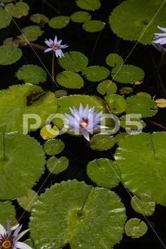 Blue star water lily Nymphaea nouchali flower Stock Photos