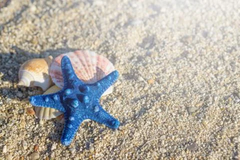 Blue starfish and shells arranged on sand at the beach Foto stock