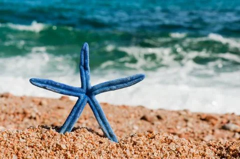 Blue starfish at the beach Stock Photos