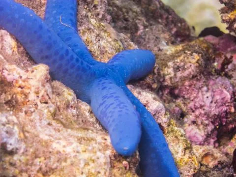 Blue starfish macro Stock Photos