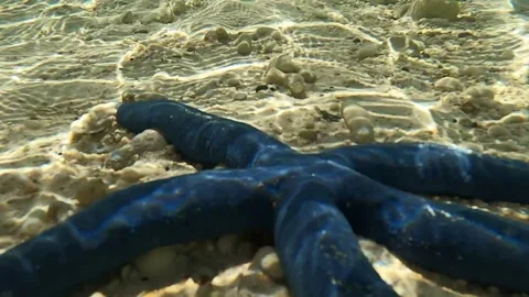 A Blue Starfish in the Ocean Stock Footage 282070357