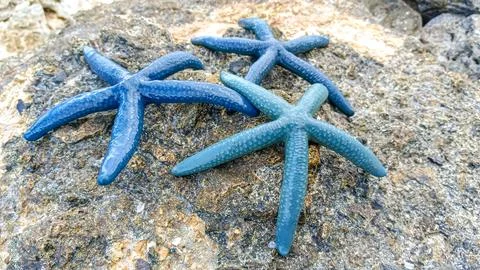 Blue starfish Stock Photos