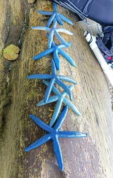 Blue starfish Stock Photos