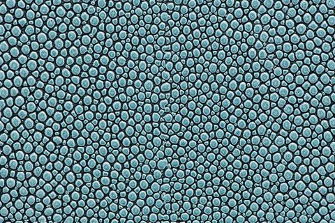 Blue stingray leather texture background Stock Photos
