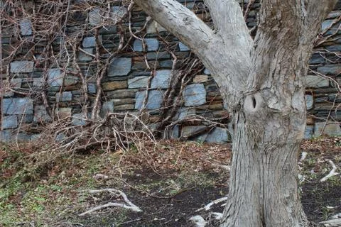 Blue stone wall with tree and vines Stock Photos