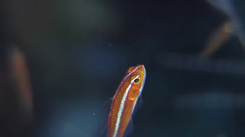 Blue-striped cave dwarfgoby hovering, Trimma tevegae, HD, UP23787 Stock Footage 38306632